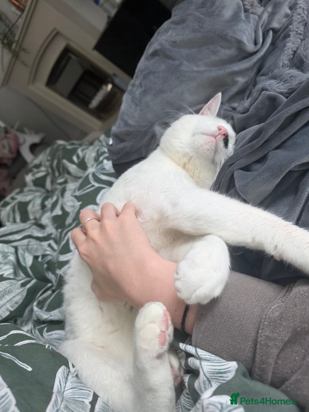 Domestic Shorthair cats for sale: Help us find this boy a home! - Image 3