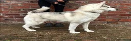 Siberian Husky dogs for sale: KC registered female Siberian husky - Advert 3