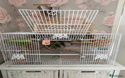 Parakeets birds for sale: Lineolated parakeets 1 male 1 female - Image 4