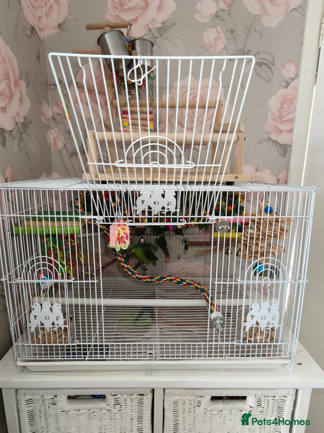 Parakeets birds for sale: Lineolated parakeets 1 male 1 female - Image 4