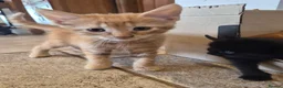 Mixed Breed cats for sale: Pretty and playful kittens ready for forever homes - Advert 9