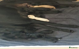 Labrador Retriever dogs for sale: litter of 11 kc reg lab retrievers 10weeks old - Image 2