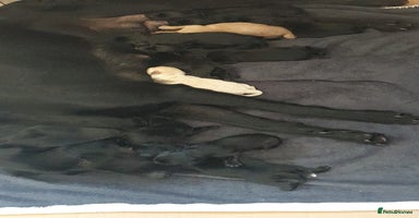 Labrador Retriever dogs - Advert 7