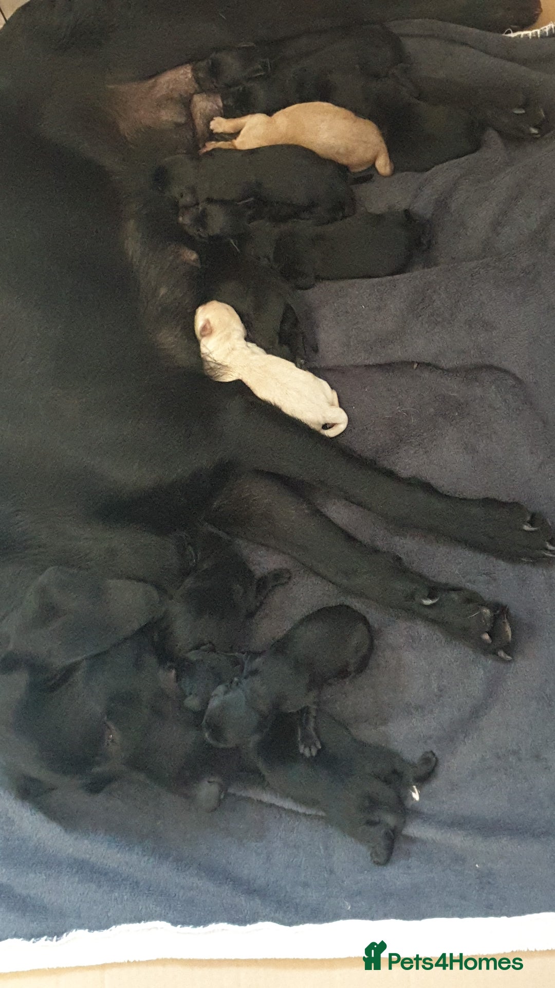 Labrador Retriever dogs for sale: litter of 11 kc reg lab retrievers 10weeks old - Image 2