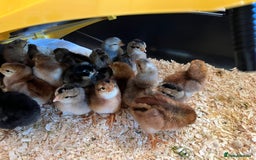 Chickens poultry for sale: Hatching eggs  - Image 6