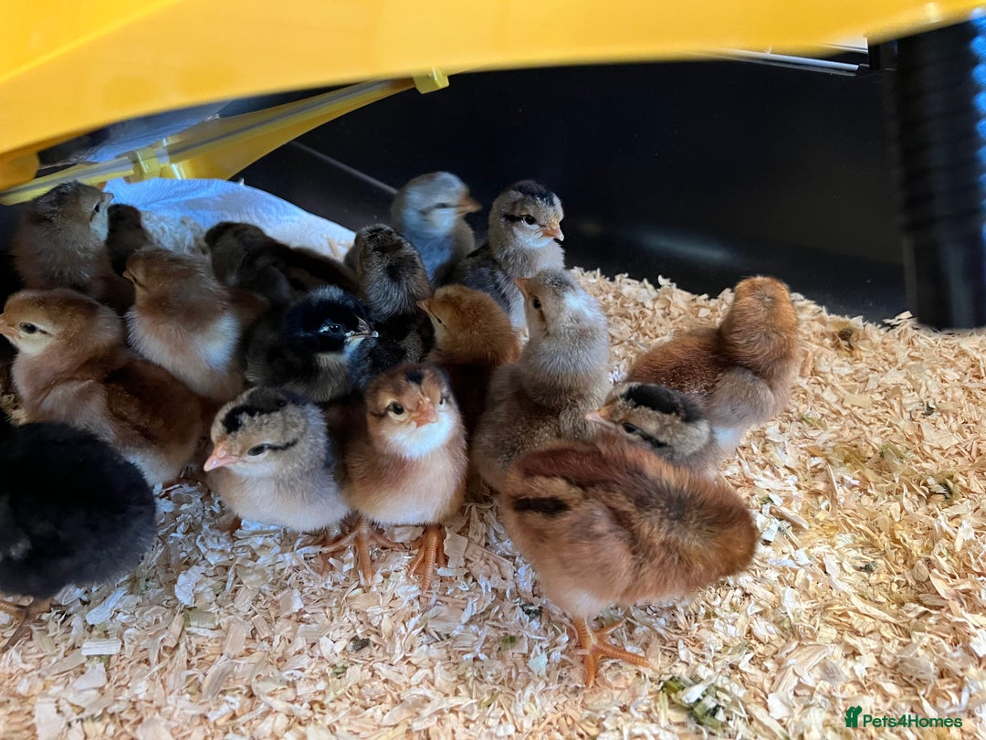 Chickens poultry for sale: Hatching eggs  - Image 6