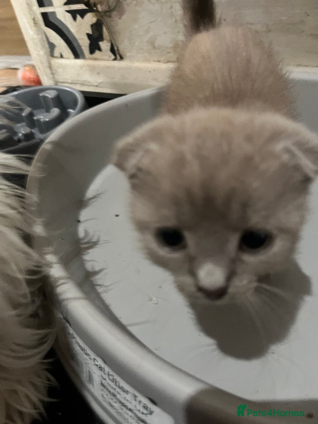 Scottish Fold cats for sale: Scottish fold kittens for sale  - Image 11