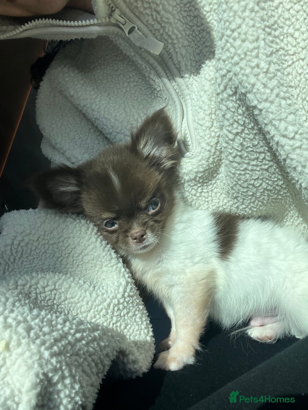 Chihuahua dogs for sale: 💥 REDUCED 💥 ** Choc parti chihuahua ONE BOY LEFT - Image 7