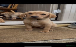Labrador Retriever dogs for sale: 11 Exceptional Labrador Puppies - Image 3