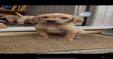 Labrador Retriever dogs - Advert 11