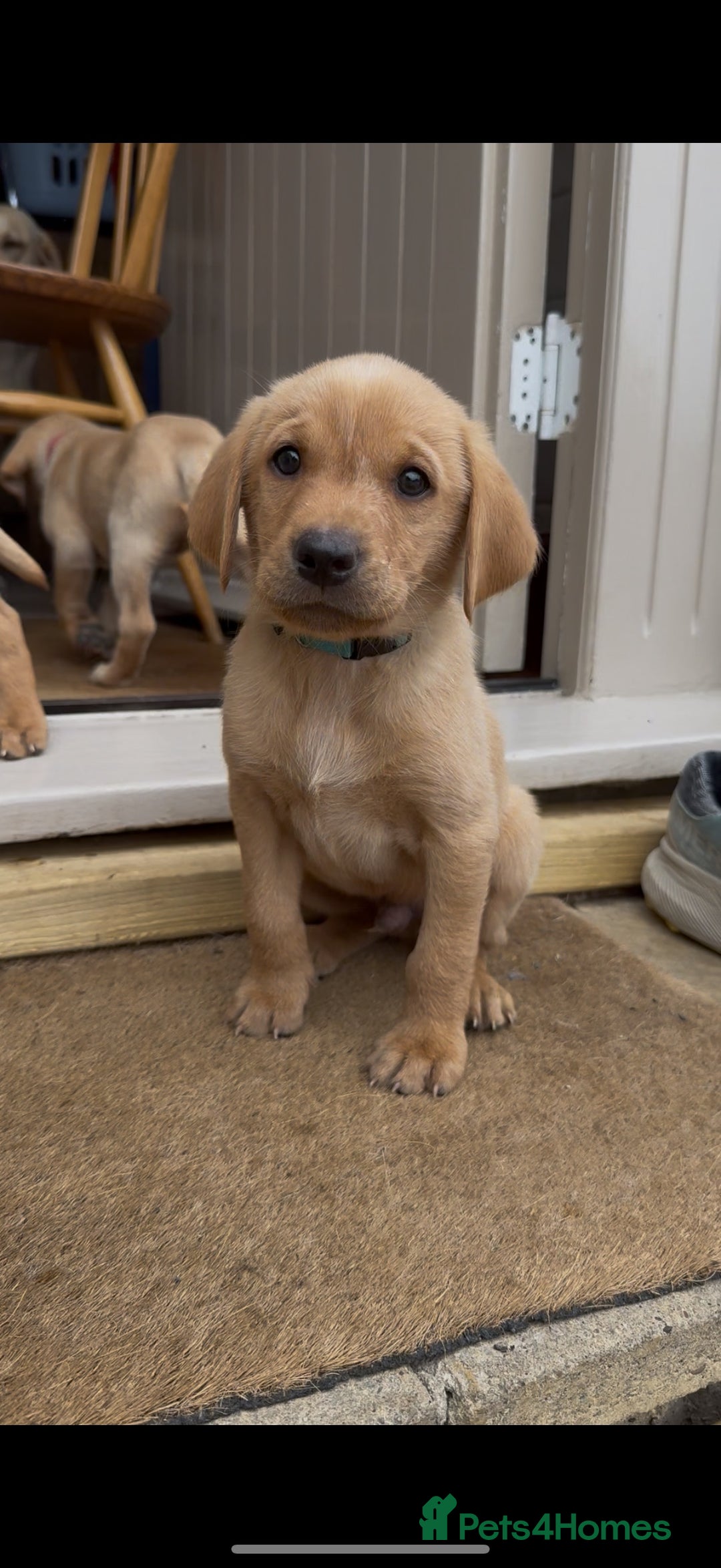 Labrador Retriever dogs for sale: 11 Exceptional Labrador Puppies - Image 3