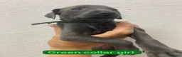 Italian Greyhound dogs for sale: 7/8 Italian greyhound puppies in Sutton Coldfield - Advert 5