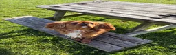 Cavalier King Charles Spaniel dogs for stud: Cavalier stud  - Advert 3