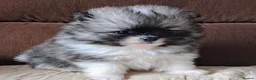 Pomeranian dogs for sale: Pom puppies with Kc reg , pedigree for sale - Advert 23