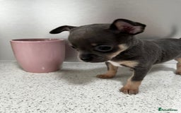 Chihuahua dogs for sale: Beautiful Chihuahua Puppies – Ready This Sunday - Image 6