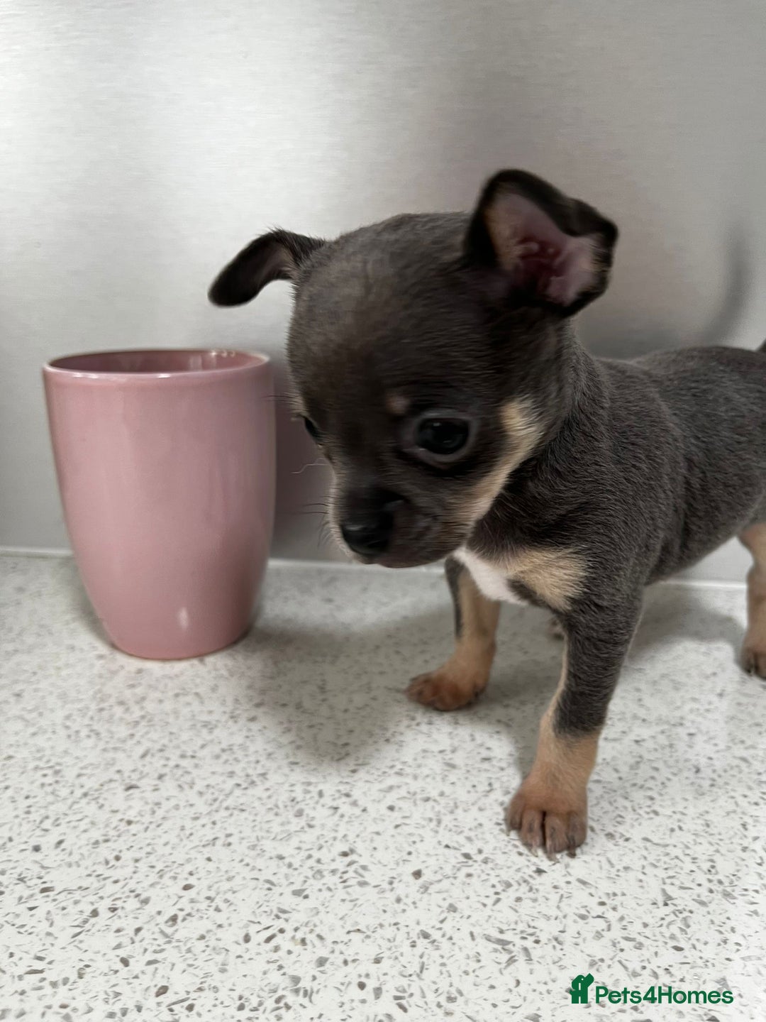 Chihuahua dogs for sale: Beautiful Chihuahua Puppies – Ready This Sunday - Image 6