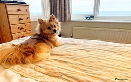 Pomeranian dogs for sale: Sweet, Playful “Stacy”  looks for her next home - Image 5