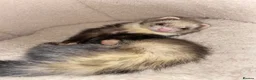 Ferret rodents for sale: (STILL AVALIABLE) Two hobs for rehoming. - Advert 5