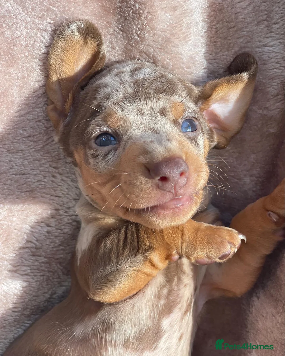 Miniature Dachshund dogs for stud: ISABELLA AND TAN DAPPLE DACHSHUND  in Sunderland - Advert 18