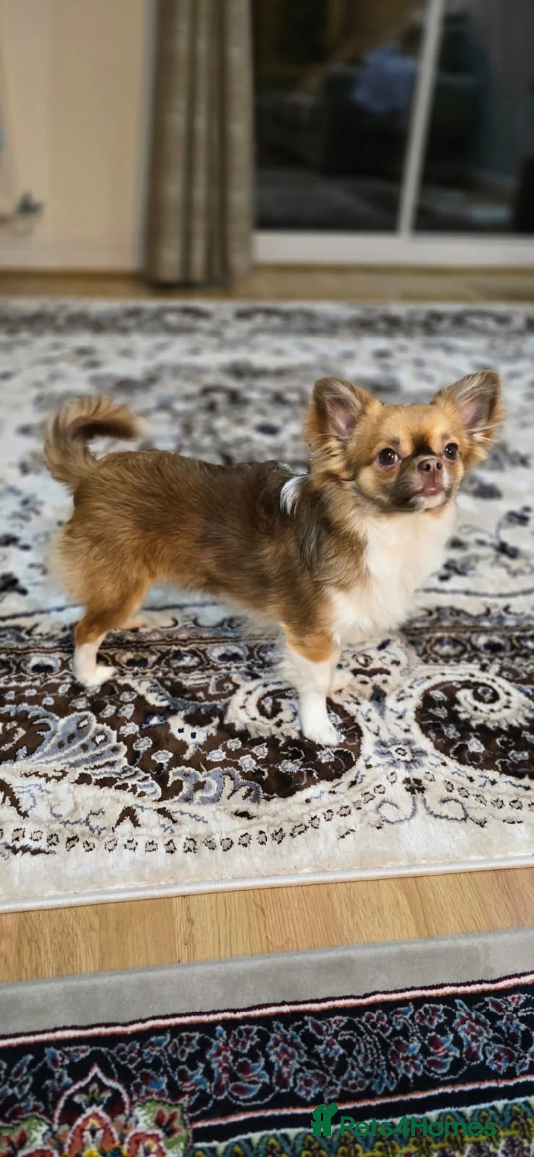 Chihuahua dogs for sale: Hairy chihuahua - Advert 6