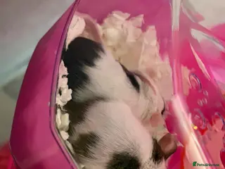 Mouse rodents 2 fancy mice and small cage - Advert 1