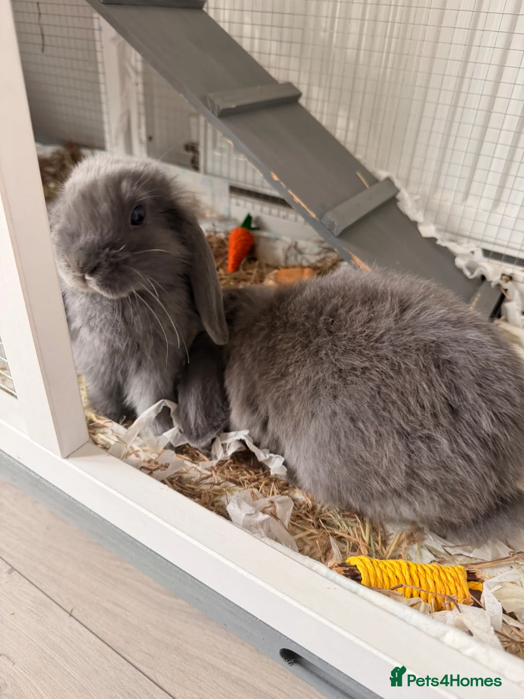 Mini Lop rabbits for sale: Female mini lops  - Advert 6