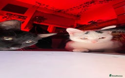 Mixed Breed cats for sale: Isha and Freya - Image 19