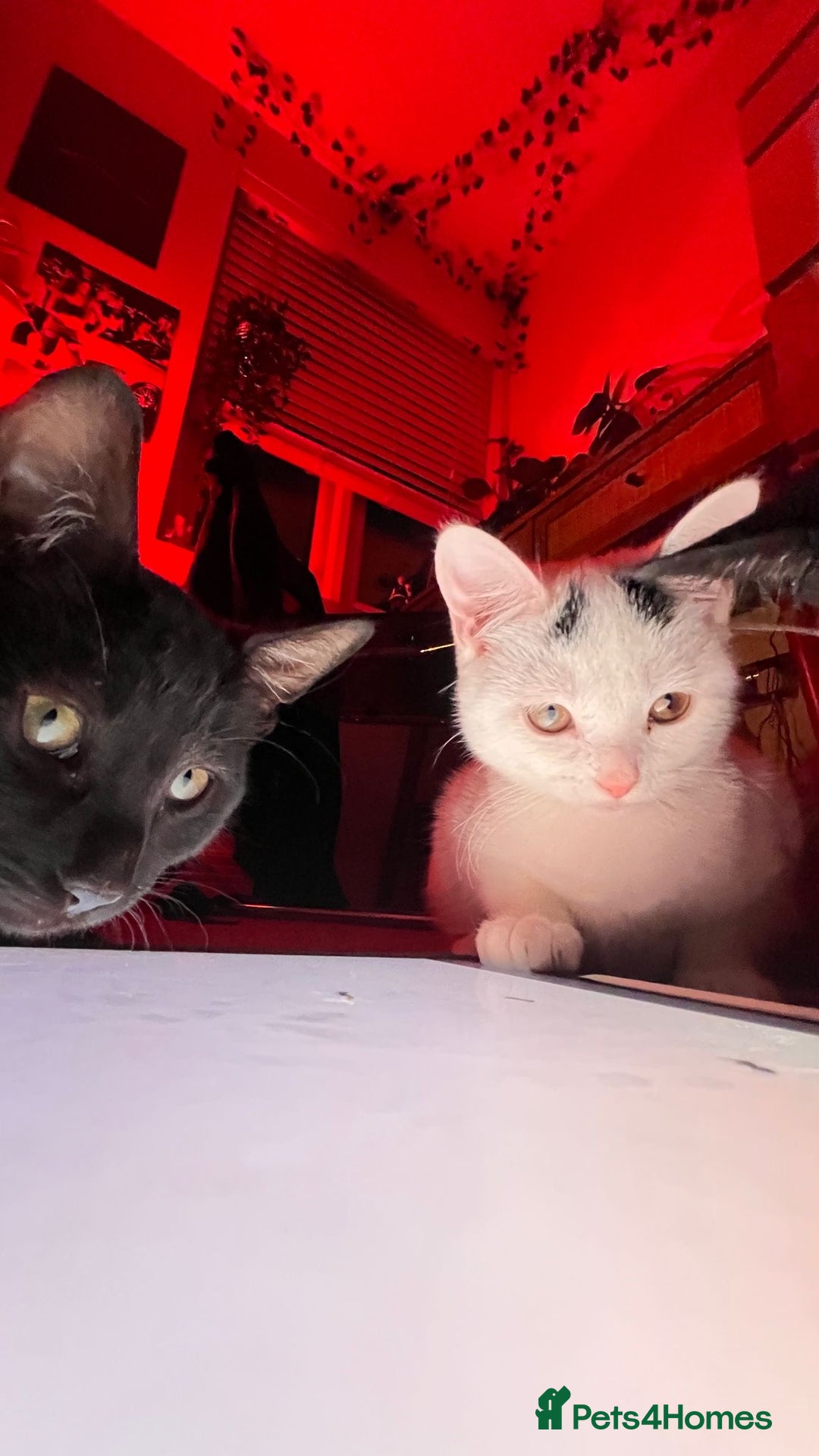 Mixed Breed cats for sale: Isha and Freya - Image 19