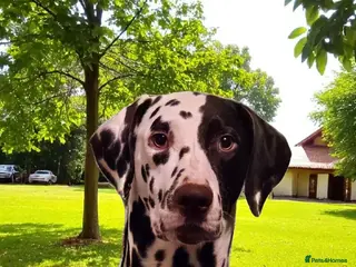 Dalmatian dogs Liver spot kc dalmatian for stud in Bedford - Advert 1