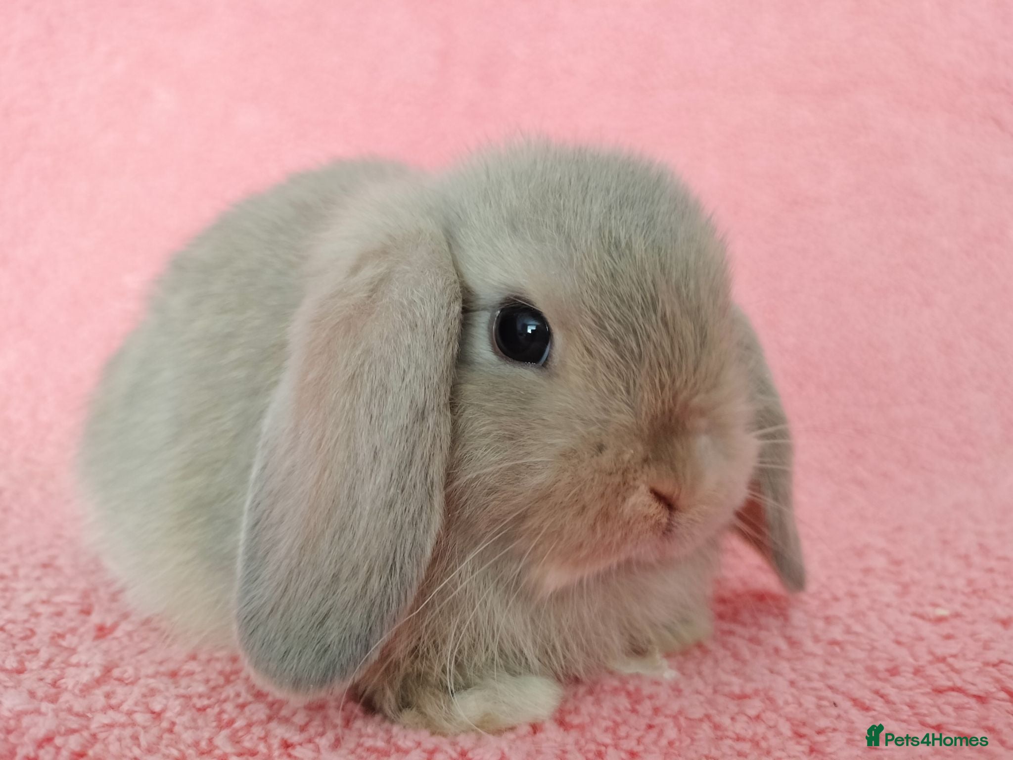 Mini Lop rabbits Baby mini lop rabbits for sale  - Advert 21
