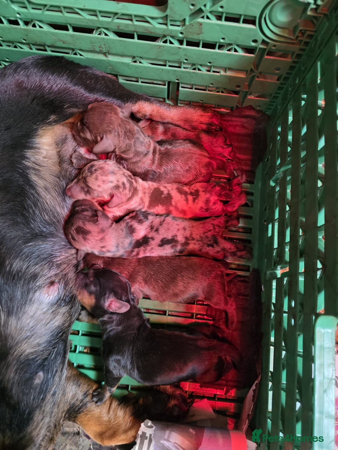 Miniature Dachshund dogs for sale: Dachshund puppies  - Image 12