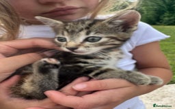 Mixed Breed cats for sale: 4 gorgeous kittens  - Image 5