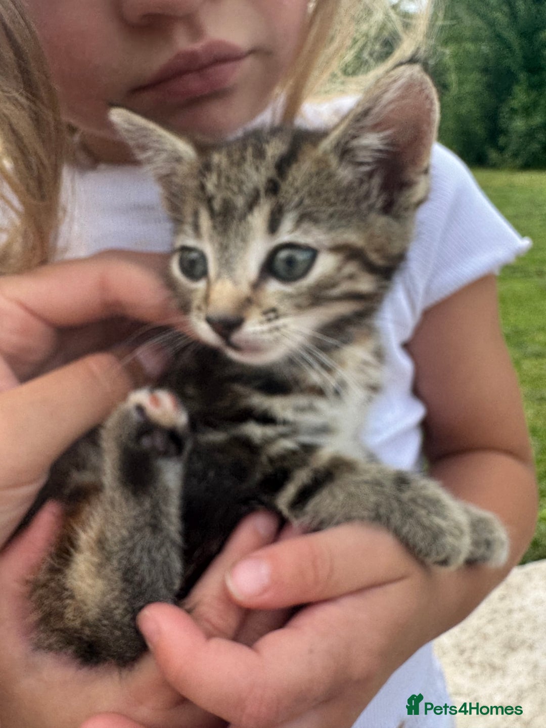 Mixed Breed cats for sale: 4 gorgeous kittens  - Image 5