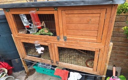 English rabbits for sale: Male English Rabbit - Image 3