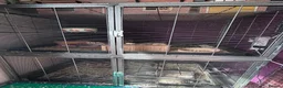 Degus rodents for sale: 3 male degus with cage and accessories  in Marlborough - Advert 1