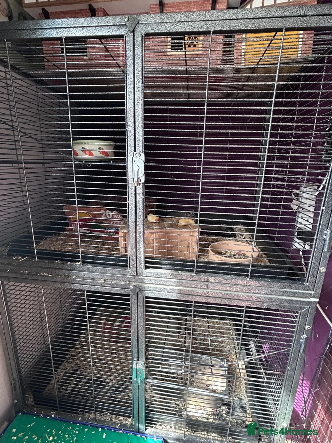 Degus rodents for sale: 3 male degus with cage and accessories  in Marlborough - Advert 1