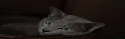 Russian Blue cats for stud: Gccf and Tica registered Russian blue for stud  - Advert 4