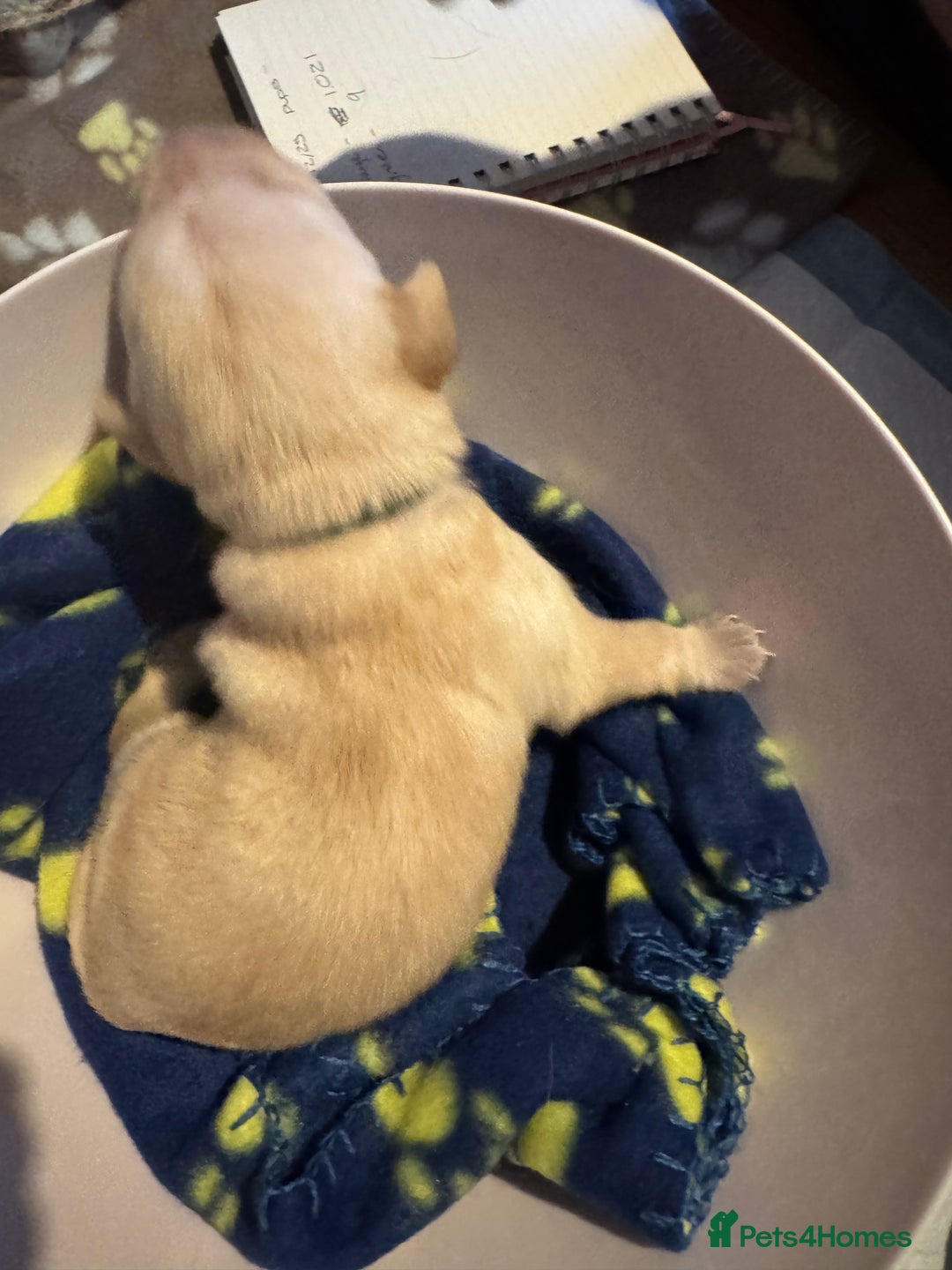 Labrador Retriever dogs for sale: 6 Sweet Labrador Puppies  - Advert 15