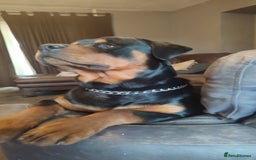 Rottweiler dogs for sale: Big beautiful Rottweiler puppies KC - Image 14