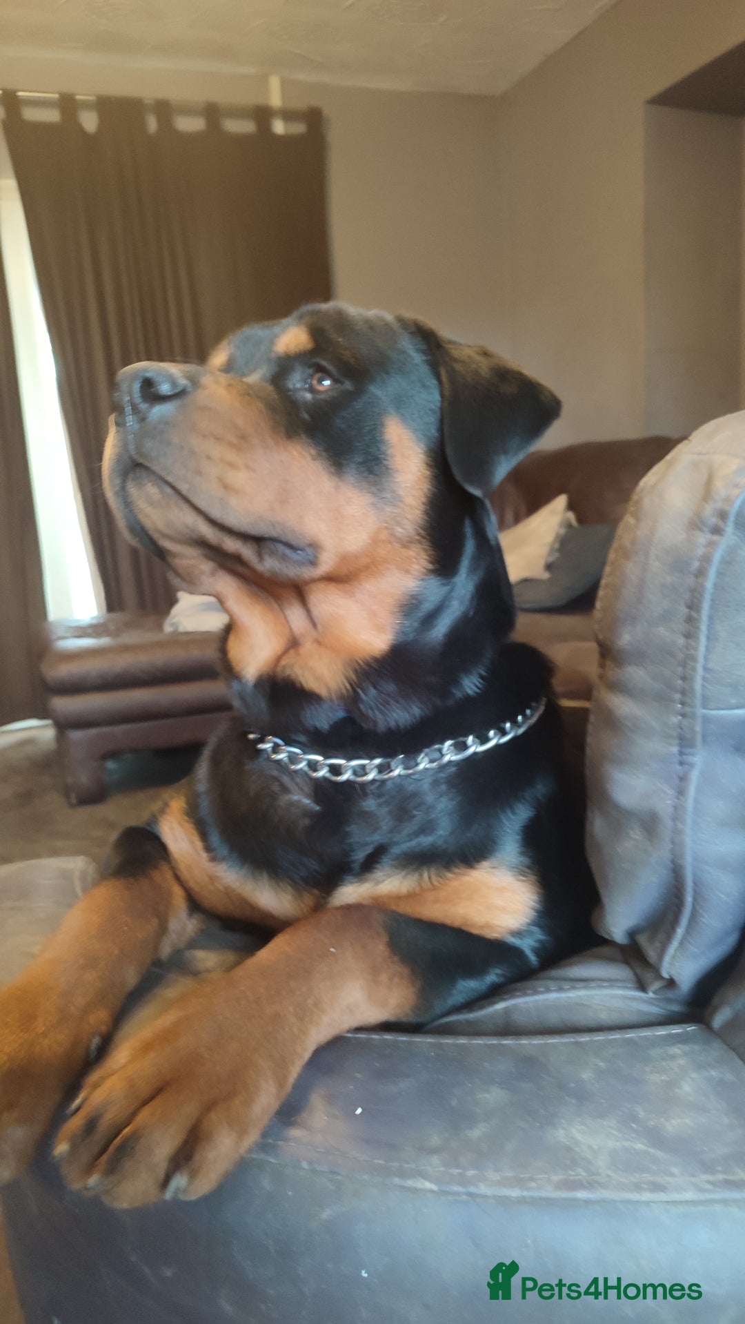 Rottweiler dogs for sale: Big beautiful Rottweiler puppies KC - Image 14