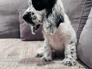 Cocker Spaniel dogs Beautiful English Cocker Spaniel Girl - Advert 3