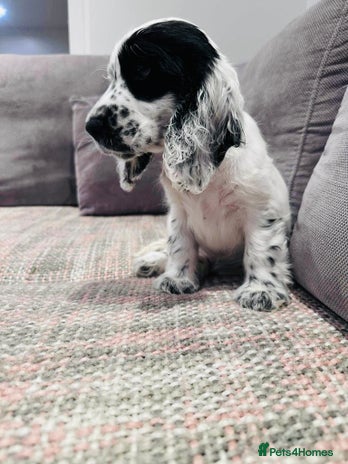 Cocker Spaniel dogs Beautiful English Cocker Spaniel Girl - Advert 4