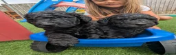 Goldendoodle dogs for sale: F1B Standard Goldendoodle Puppies! 😍🩷 Can save!  - Advert 5