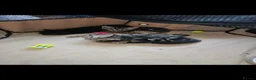 Bombay cats for sale: Beautiful Bombay Cross & Silver Tabby Kittens  - Advert 10