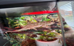 Chameleon reptiles for sale: Emperor scorpion & Baby Chameleon For Sale - Image 1