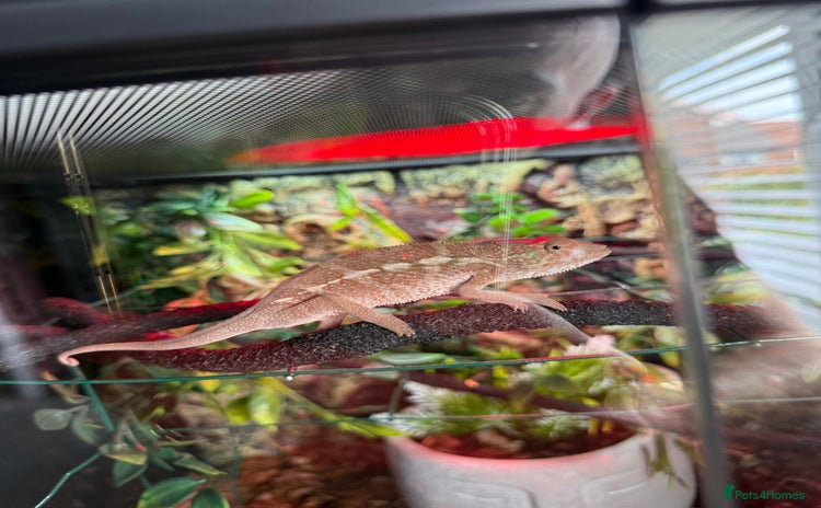 Chameleon reptiles - Advert 1