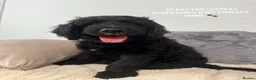 Goldendoodle dogs for sale: Ready to go F1 Standard Goldendoodle Puppies  - Advert 5