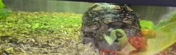 Tortoise reptiles for sale: Leapord Tortoise in Stockport - Advert 8