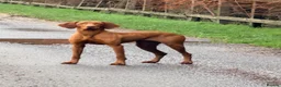 Hungarian Vizsla dogs for sale: !!REDUCED!! Beautiful KC Registered Vizsla Pups - Advert 10