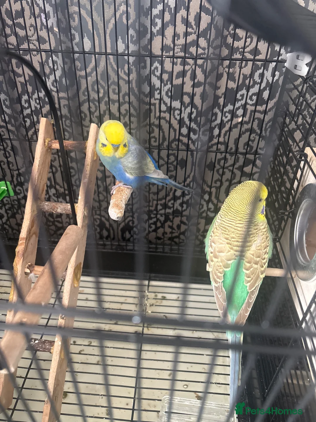 Budgerigars birds for sale: Budgies  - Advert 3